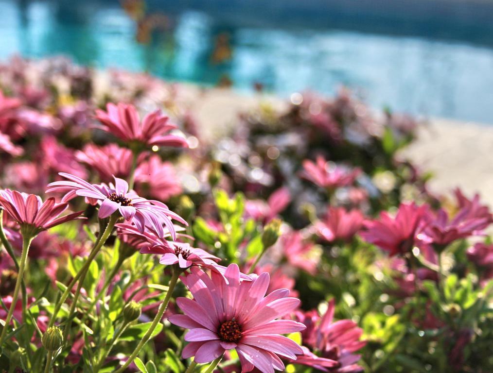 Villa Paradise Pafos Pokój zdjęcie